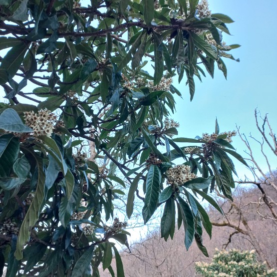 Мушмула – экзотическое фруктовое дерево - Красивое и Тихое место частного сектора